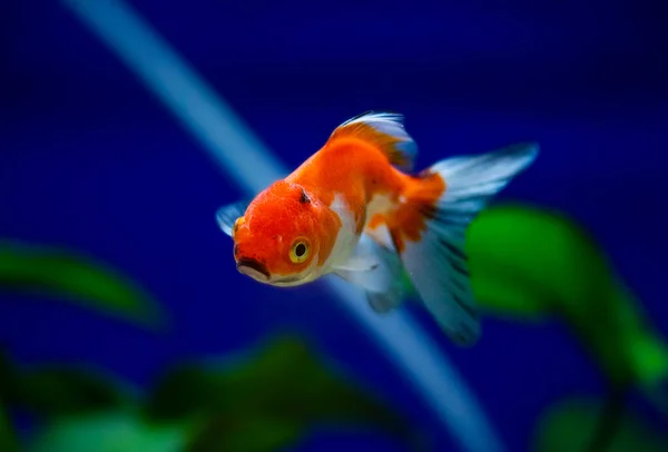 Goldfisch Aquarium Carassius Auratus — Stockfoto