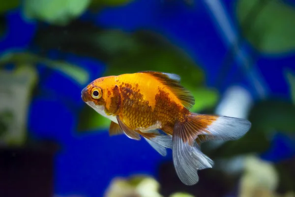 Poisson Rouge Dans Aquarium Carassius Auratus — Photo