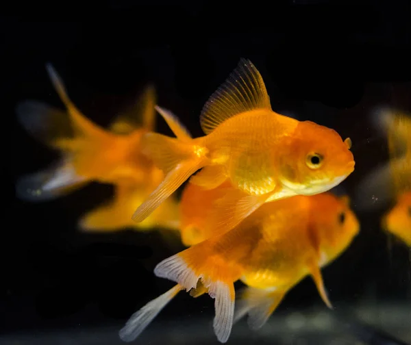 Peixe Dourado Aquário Carassius Auratus — Fotografia de Stock