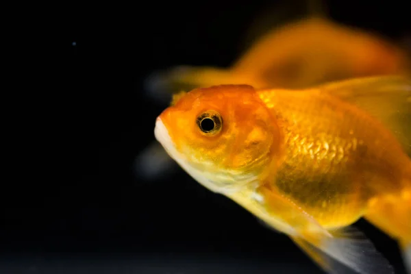 Peixe Dourado Aquário Carassius Auratus — Fotografia de Stock