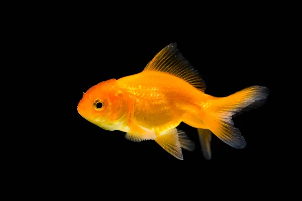 Goldfish Aquarium Carassius Auratus — Stock Photo, Image