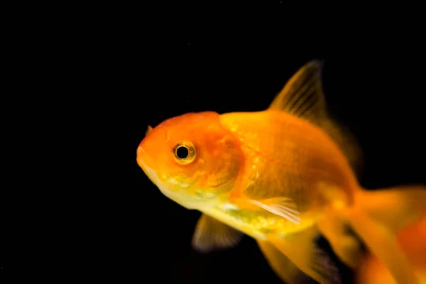 水族馆中的金鱼 — 图库照片