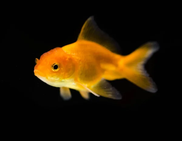 水族馆中的金鱼 — 图库照片