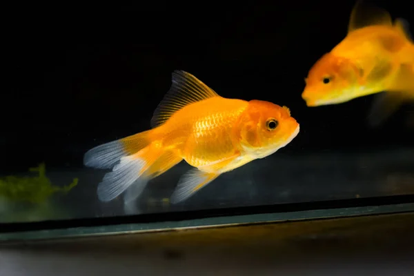 Goldfish Aquarium Carassius Auratus — Stock Photo, Image