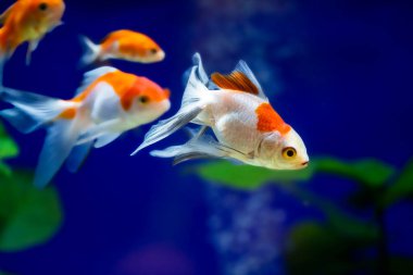 Akvaryumdaki Japon Balığı - Carassius Auratus