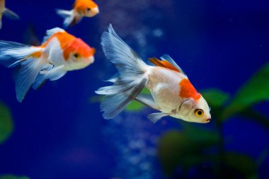 Akvaryumdaki Japon Balığı - Carassius Auratus