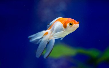 Akvaryumdaki Japon Balığı - Carassius Auratus