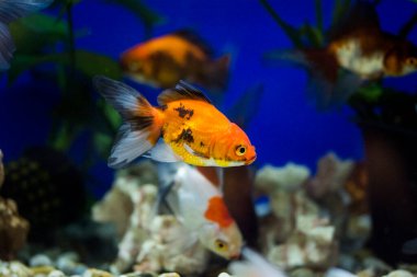 Akvaryumdaki Japon Balığı - Carassius Auratus