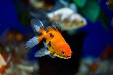 Akvaryumdaki Japon Balığı - Carassius Auratus