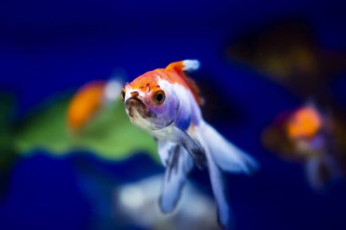 Akvaryumdaki Japon Balığı - Carassius Auratus