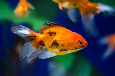 Akvaryumdaki Japon Balığı - Carassius Auratus