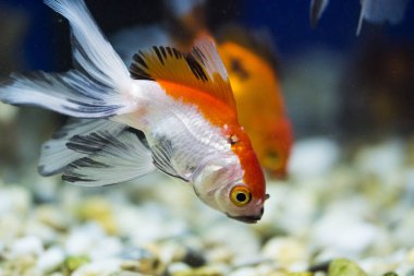 Akvaryumdaki Japon Balığı - Carassius Auratus