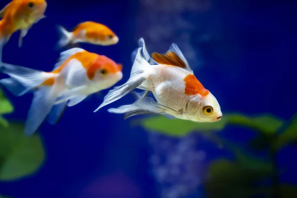 Akvaryumdaki Japon Balığı - Carassius Auratus