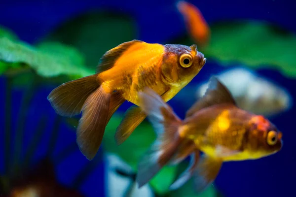 Peixe Dourado Aquário Carassius Auratus — Fotografia de Stock