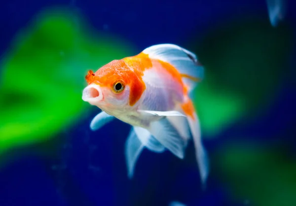 Goldfisch Aquarium Carassius Auratus — Stockfoto