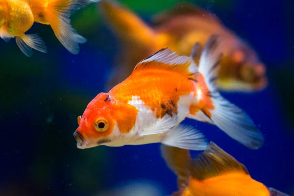 Goldfish Aquarium Carassius Auratus — Stock Photo, Image