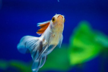 Akvaryumdaki Japon Balığı - Carassius Auratus