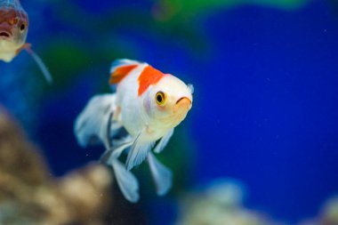 Akvaryumdaki Japon Balığı - Carassius Auratus
