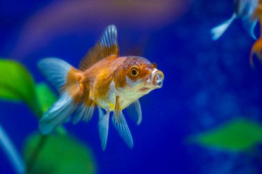 Akvaryumdaki Japon Balığı - Carassius Auratus