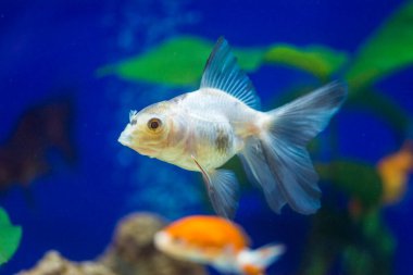 Akvaryumdaki Japon Balığı - Carassius Auratus