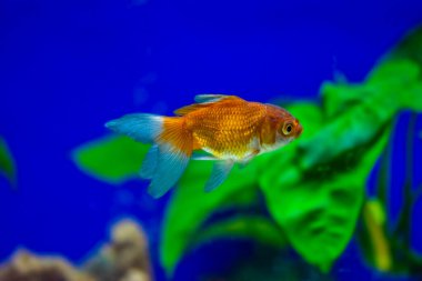 Akvaryumdaki Japon Balığı - Carassius Auratus