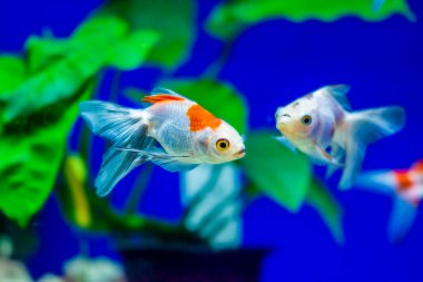 Akvaryumdaki Japon Balığı - Carassius Auratus