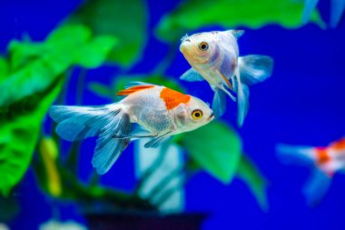 Akvaryumdaki Japon Balığı - Carassius Auratus