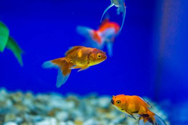 Akvaryumdaki Japon Balığı - Carassius Auratus