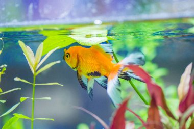 Akvaryumdaki Japon Balığı - Carassius Auratus