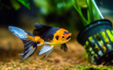 Akvaryumdaki Japon Balığı - Carassius Auratus