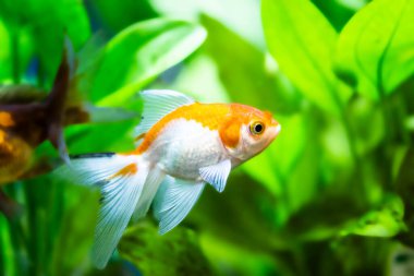 Akvaryumdaki Japon Balığı - Carassius Auratus