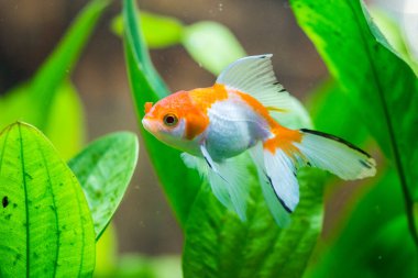 Akvaryumdaki Japon Balığı - Carassius Auratus