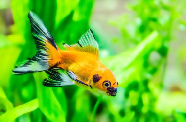 Akvaryumdaki Japon Balığı - Carassius Auratus