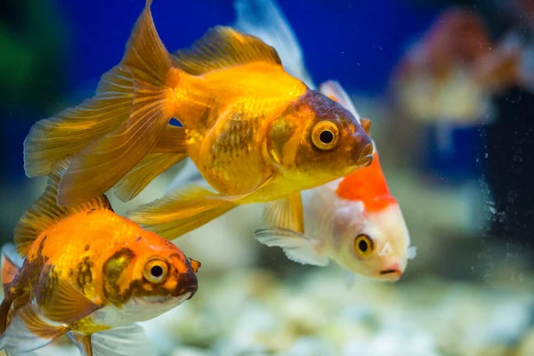 Goldfish Aquarium Carassius Auratus — Stock Photo, Image