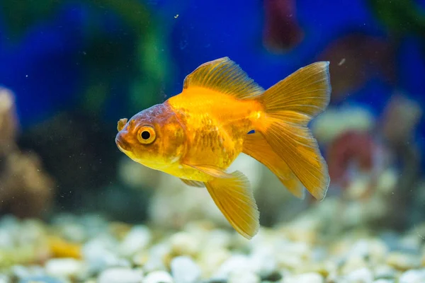 Stock image Goldfish in aquarium - carassius auratus