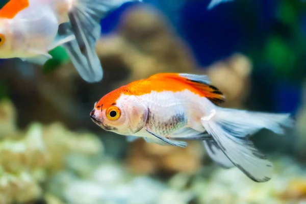 Goldfish Aquarium Carassius Auratus — Stock Photo, Image