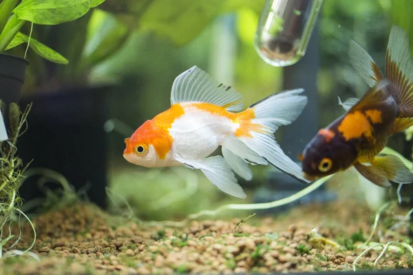 Akvaryumdaki Japon Balığı - Carassius Auratus