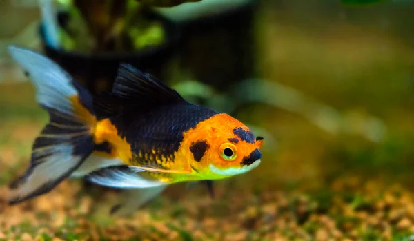 Akvaryumdaki Japon Balığı Carassius Auratus — Stok fotoğraf