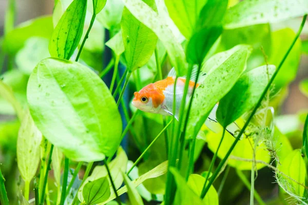 Pez Dorado Acuario Carassius Auratus — Foto de Stock