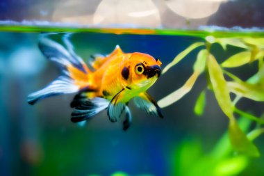 Akvaryumdaki Japon Balığı - Carassius Auratus