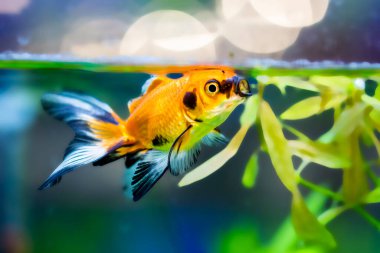 Akvaryumdaki Japon Balığı - Carassius Auratus