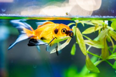 Akvaryumdaki Japon Balığı - Carassius Auratus