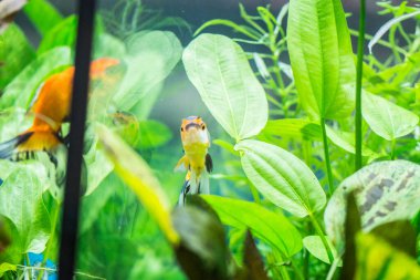 Akvaryumdaki Japon Balığı - Carassius Auratus