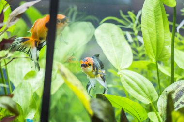 Akvaryumdaki Japon Balığı - Carassius Auratus