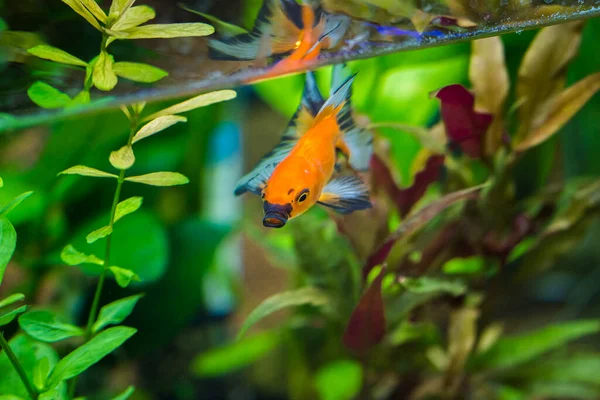 Золотая Рыбка Аквариуме Carassius Auratus — стоковое фото