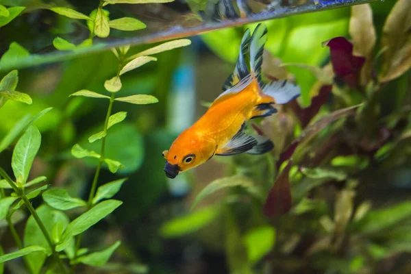Peixe Dourado Aquário Plantado Carassius Auratus — Fotografia de Stock