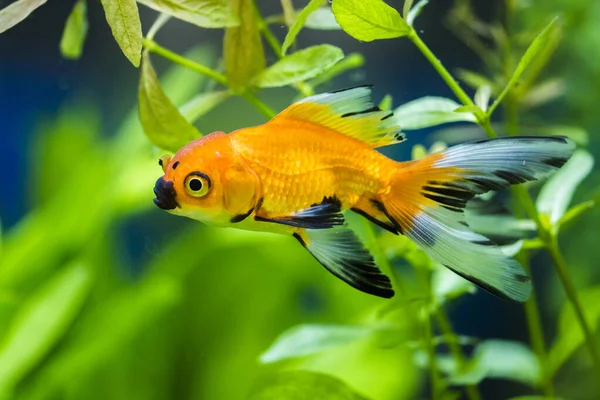 Золотая Рыбка Аквариуме Carassius Auratus — стоковое фото
