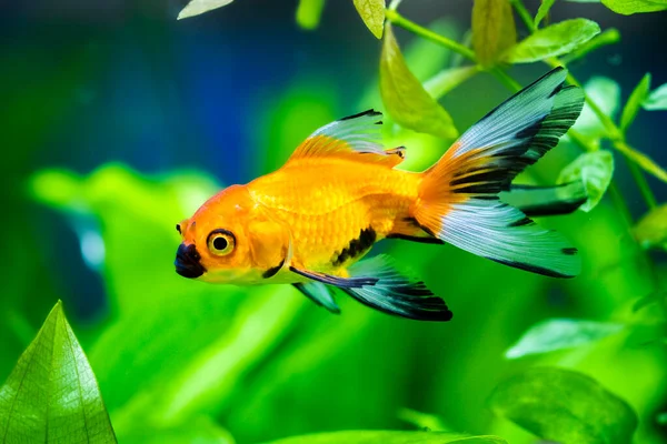 Akvaryumdaki Japon Balığı - Carassius Auratus