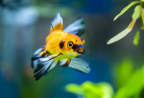 Peixe Dourado Aquário Plantado Carassius Auratus — Fotografia de Stock