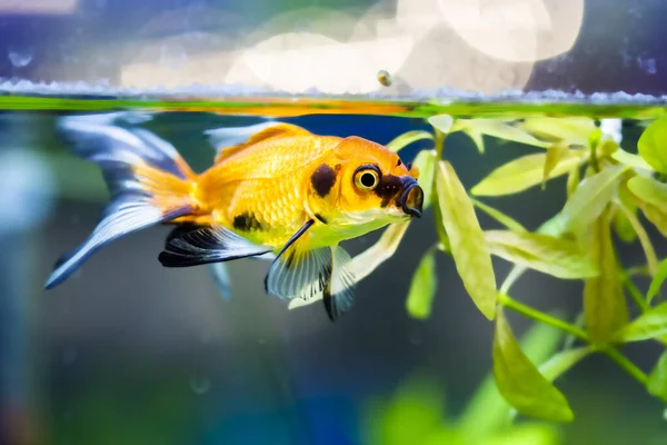 Akvaryumdaki Japon Balığı - Carassius Auratus